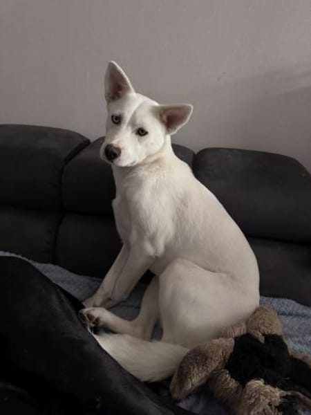 Peggy - Zuhause gesucht