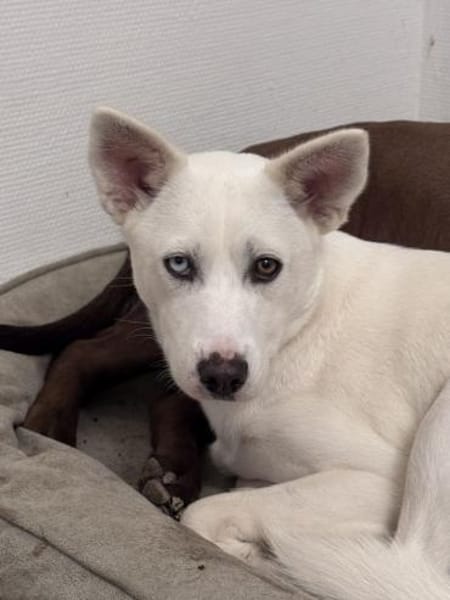 Peggy - Zuhause gesucht