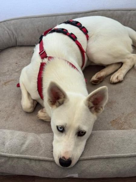 Peggy - Zuhause gesucht