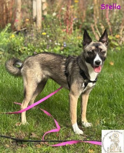 Stella   bildschöne Junghündin 🐾