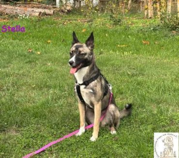 Stella   bildschöne Junghündin 🐾