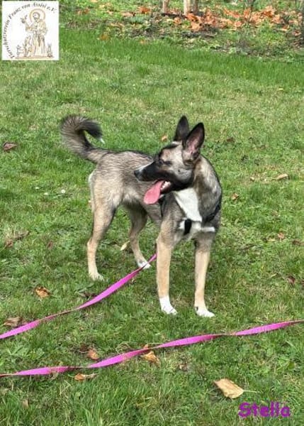 Stella   bildschöne Junghündin 🐾