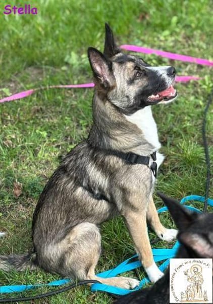Stella   bildschöne Junghündin 🐾