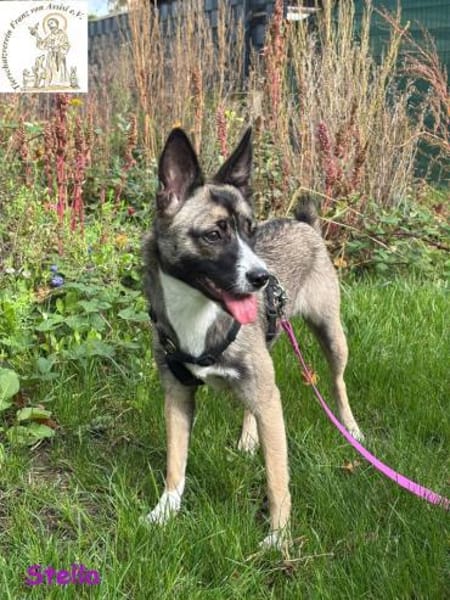 Stella   bildschöne Junghündin 🐾