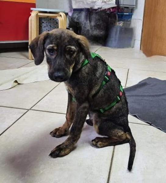 Hübscher Prinz sucht ein Zuhause