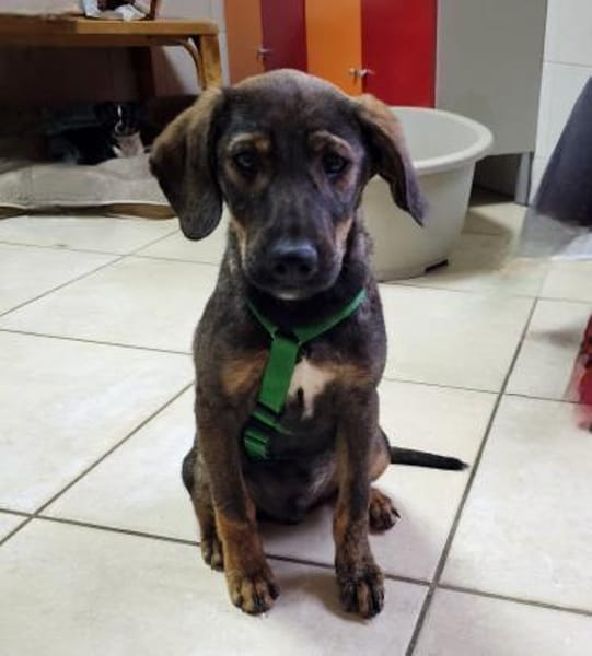 Hübscher Prinz sucht ein Zuhause