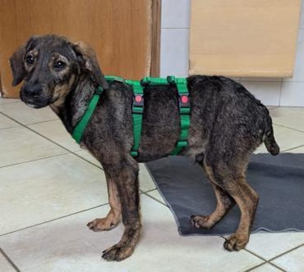 Hübscher Prinz sucht ein Zuhause