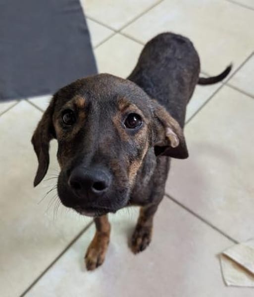 Hübscher Prinz sucht ein Zuhause