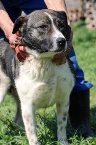 Duna - ❤verschmust u. sehr lieb❤