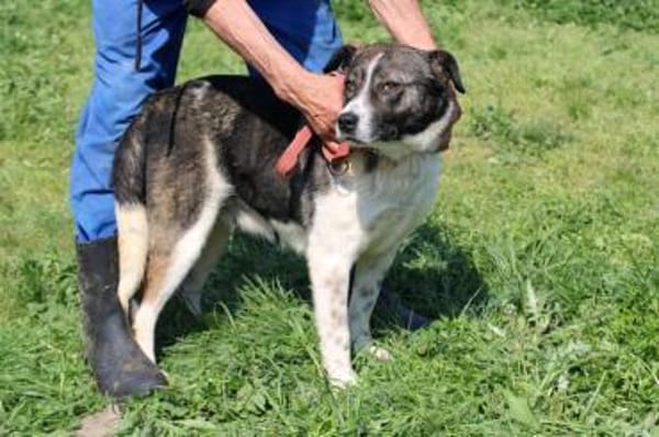 Duna - ❤verschmust u. sehr lieb❤