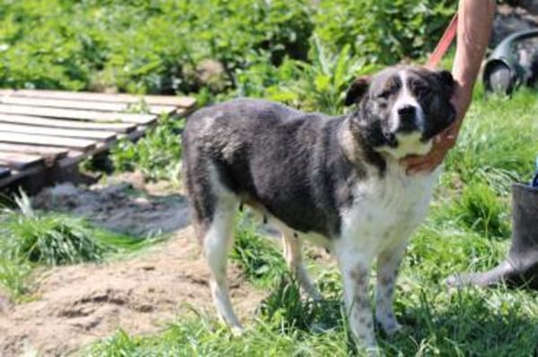 Duna - ❤verschmust u. sehr lieb❤