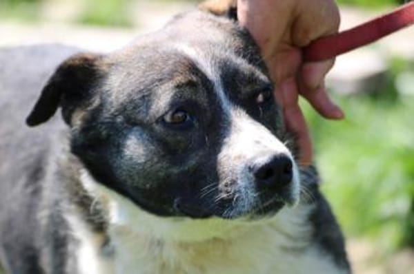 Duna - ❤verschmust u. sehr lieb❤