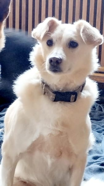 Ella wartet auf verständnisvolle Mensche