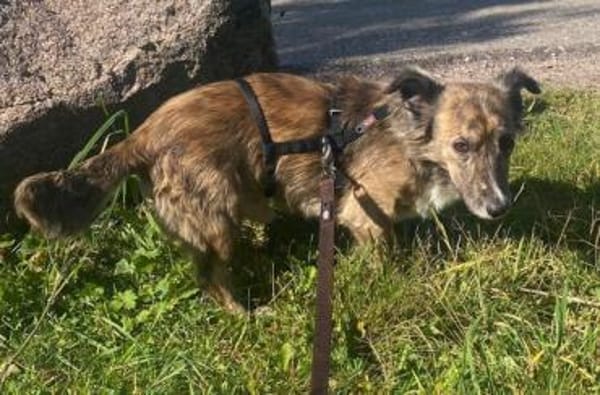 Herbie, geb. 08/2022, 78048 Villingen-S.