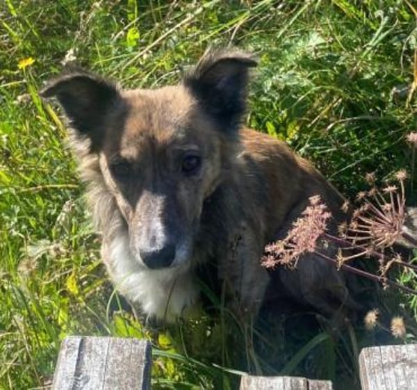 Herbie, geb. 08/2022, 78048 Villingen-S.