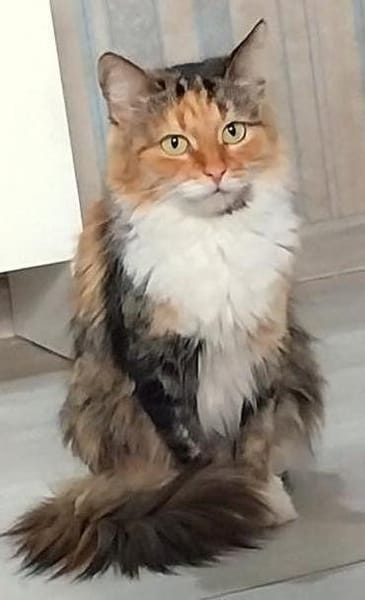 Eine Prinzessin sucht zu Hause