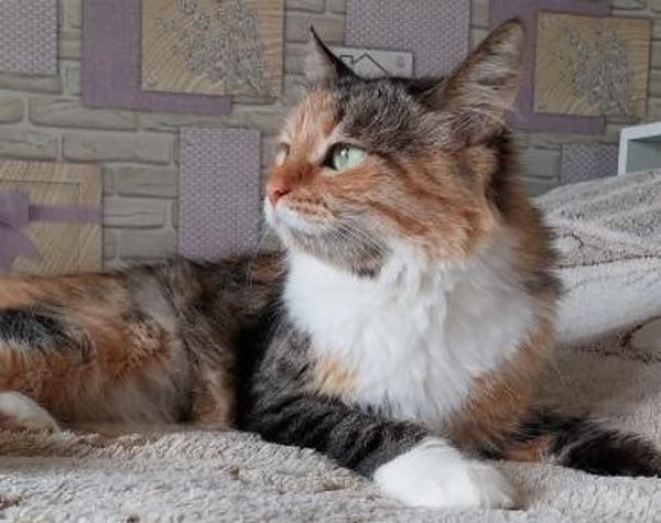 Eine Prinzessin sucht zu Hause