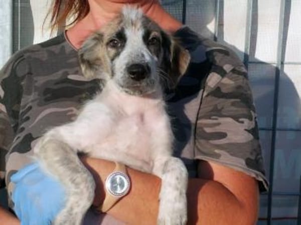 Maracuja hofft auf ihre Chance