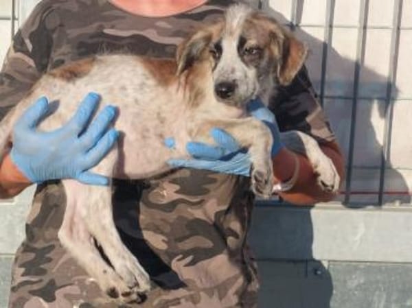 Maracuja hofft auf ihre Chance