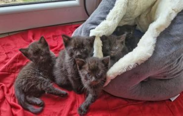 Fünf kleine schwarze Katzenkinder