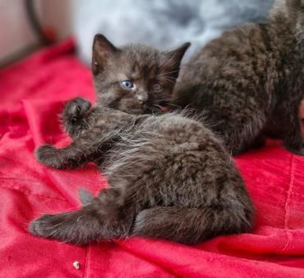 Fünf kleine schwarze Katzenkinder