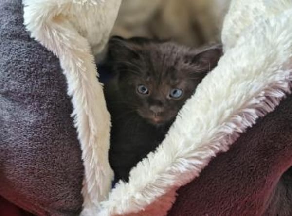 Fünf kleine schwarze Katzenkinder