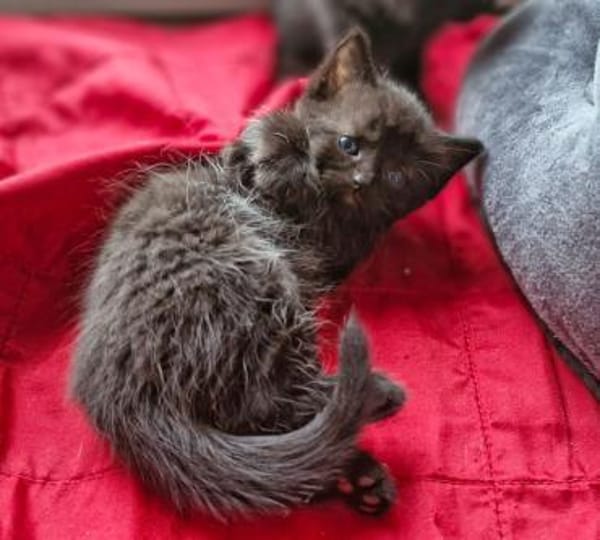 Fünf kleine schwarze Katzenkinder