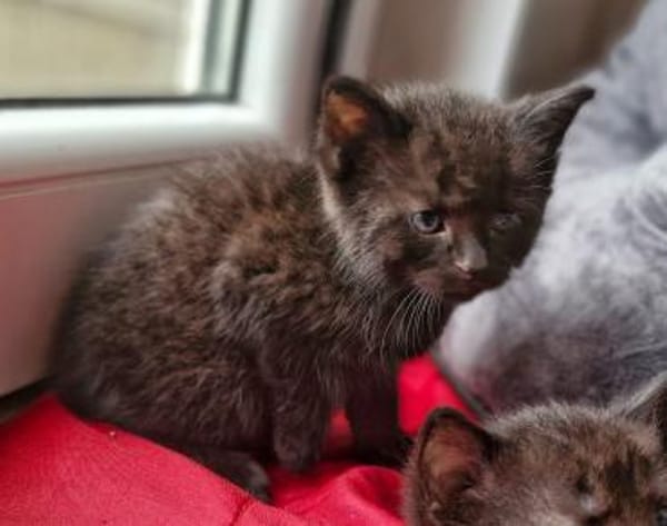 Fünf kleine schwarze Katzenkinder