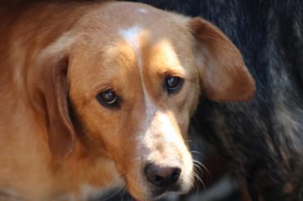 Monty - hübscher Jungrüde