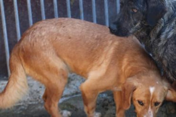 Monty - hübscher Jungrüde