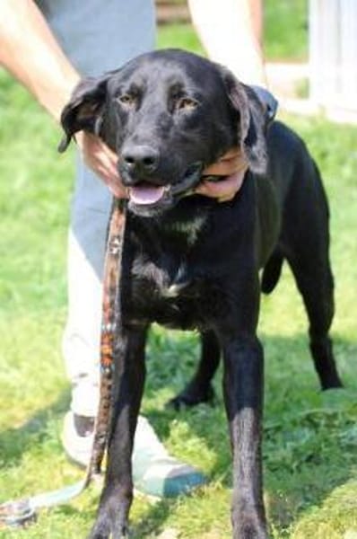 Tibo - neugieriger, verspielter Jungrüde