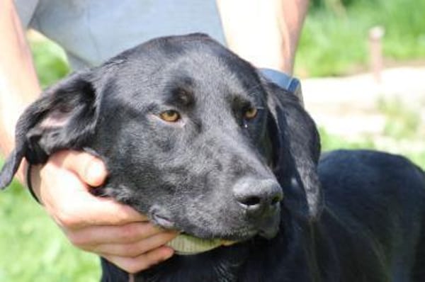 Tibo - neugieriger, verspielter Jungrüde