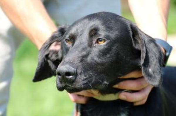 Tibo - neugieriger, verspielter Jungrüde