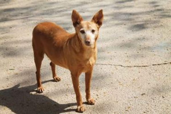 Colajet, ängstlich, ruhig