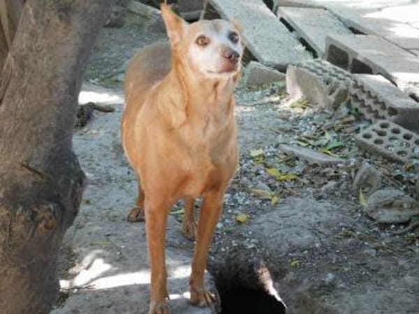 Colajet, ängstlich, ruhig