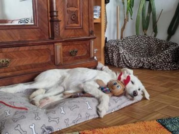 MERLA -Sensibel, freundlich & verschmust