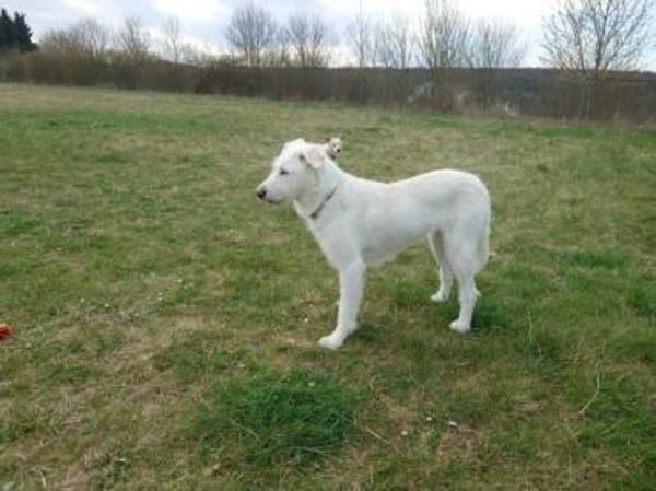 MERLA -Sensibel, freundlich & verschmust