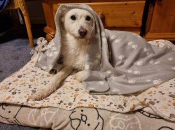 MERLA -Sensibel, freundlich & verschmust