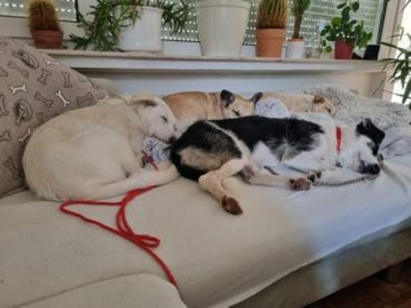 MERLA -Sensibel, freundlich & verschmust