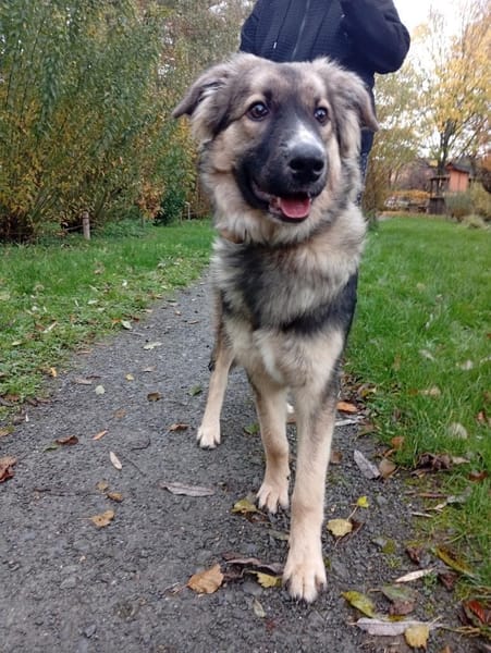 Traumhund Joey sucht Familie