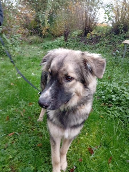 Traumhund Joey sucht Familie