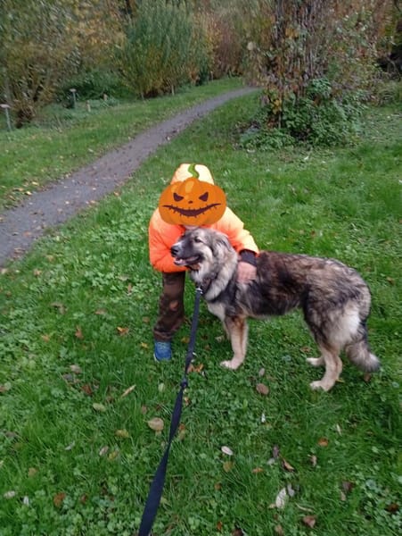 Traumhund Joey sucht Familie