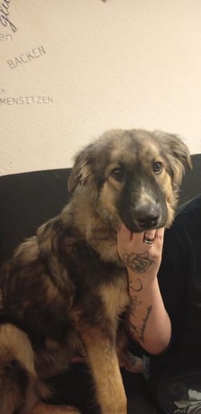 Traumhund Joey sucht Familie