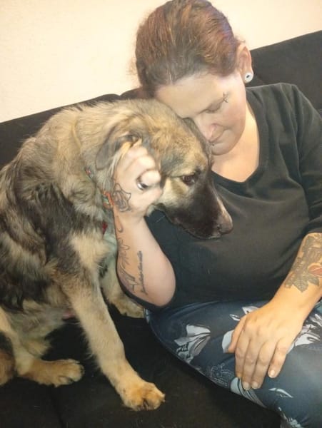 Traumhund Joey sucht Familie