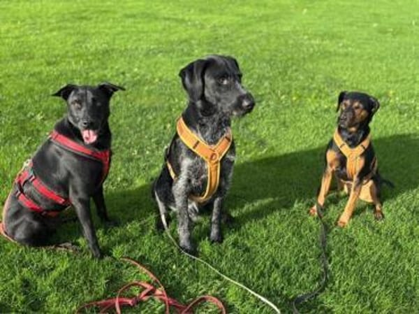 ❤ Sunny Pflegefamilie 41812 Erkelenz