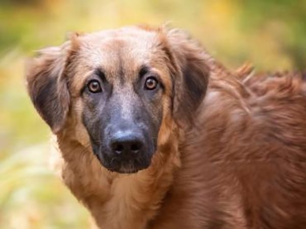 Geben Sie Venere ein gutes Hundeleben?