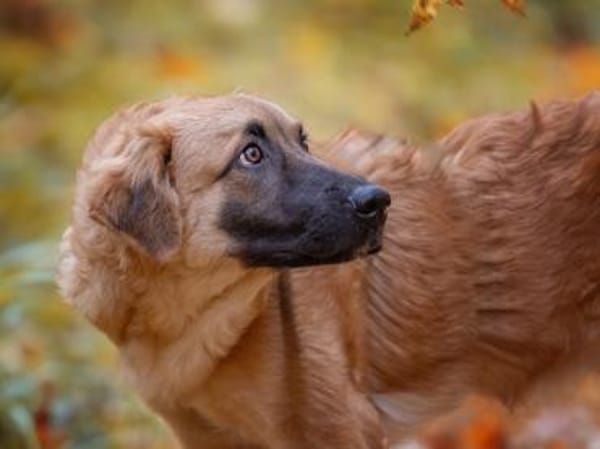 Geben Sie Venere ein gutes Hundeleben?