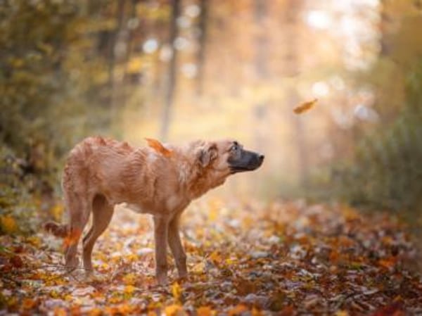 Geben Sie Venere ein gutes Hundeleben?