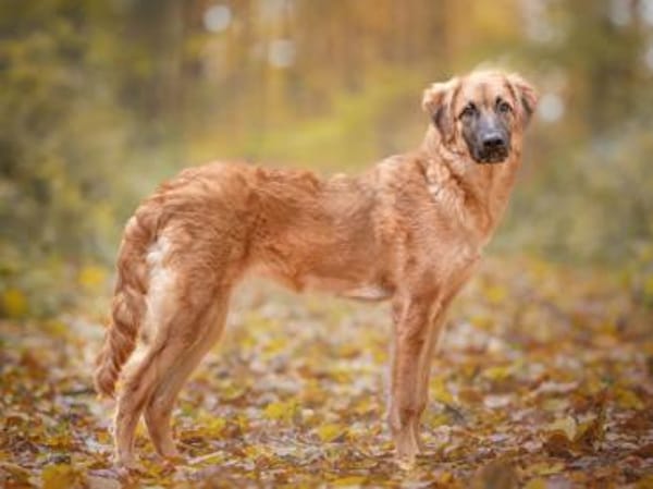 Geben Sie Venere ein gutes Hundeleben?