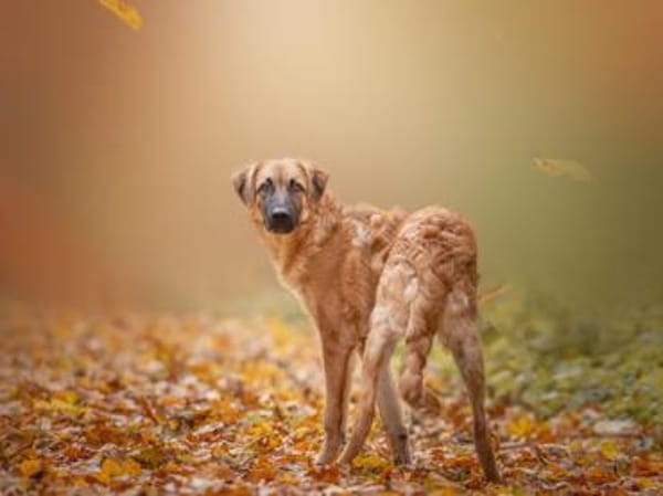 Geben Sie Venere ein gutes Hundeleben?